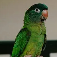 parakeet - birds with detailed facts including diet, lifespan, weight and habitat information