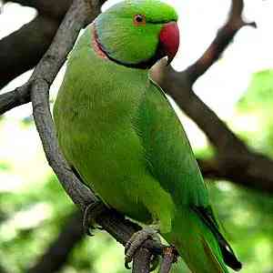 parrot - birds with detailed facts including diet, lifespan, weight and habitat information