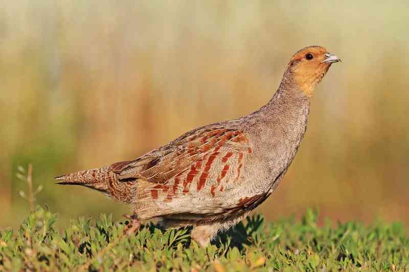 partridge - birds with detailed facts including diet, lifespan, weight and habitat information