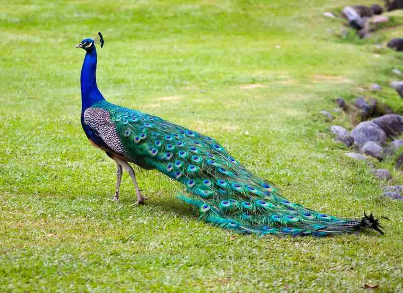 peacock - birds with detailed facts including diet, lifespan, weight and habitat information