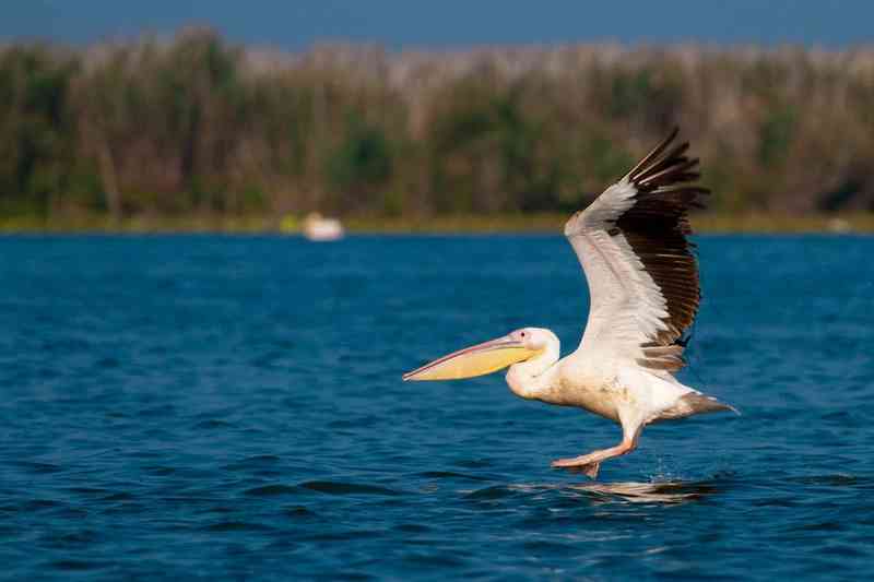pelican - birds with detailed facts including diet, lifespan, weight and habitat information