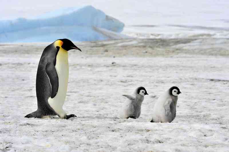 penguin - birds with detailed facts including diet, lifespan, weight and habitat information