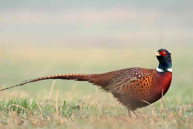 pheasant - birds with detailed facts including diet, lifespan, weight and habitat information