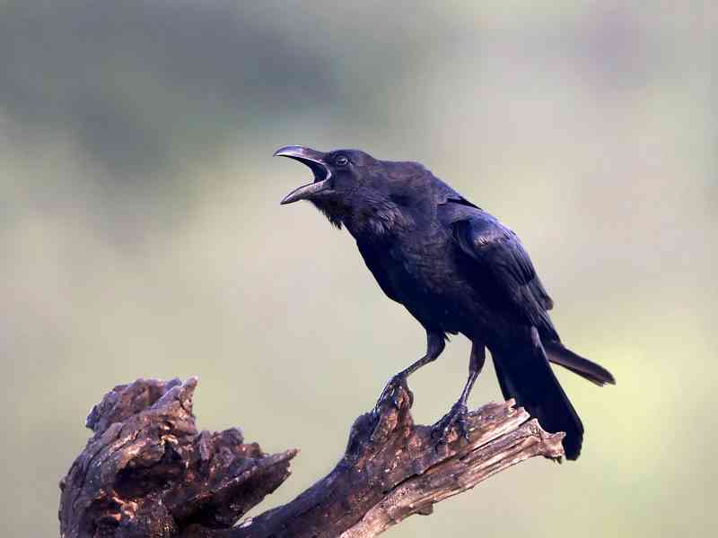raven - birds with detailed facts including diet, lifespan, weight and habitat information