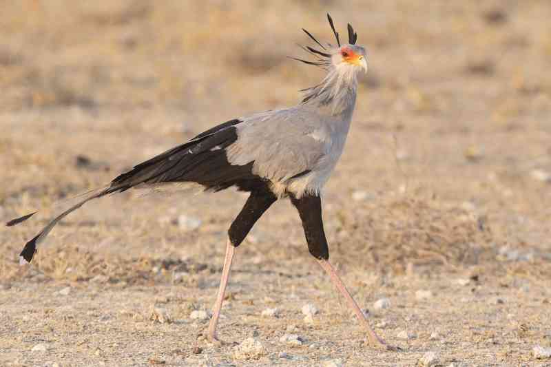 secretarybird - birds with detailed facts including diet, lifespan, weight and habitat information