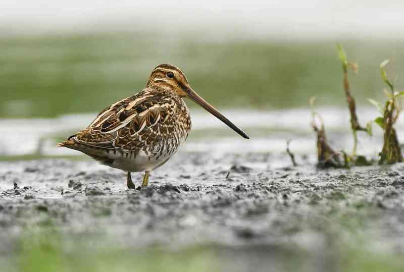 snipe - birds with detailed facts including diet, lifespan, weight and habitat information
