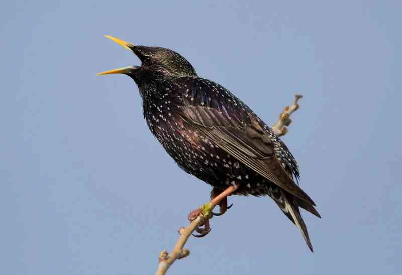 starling - birds with detailed facts including diet, lifespan, weight and habitat information
