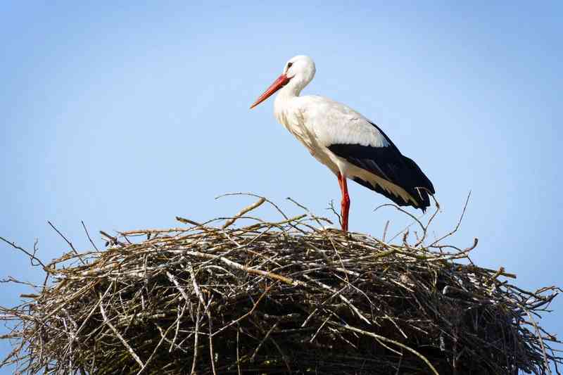 stork - birds with detailed facts including diet, lifespan, weight and habitat information