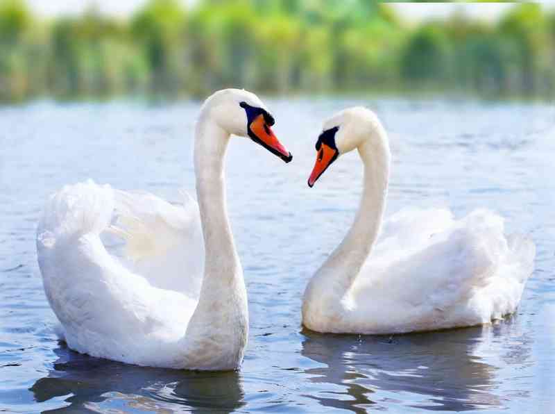 swan - birds with detailed facts including diet, lifespan, weight and habitat information