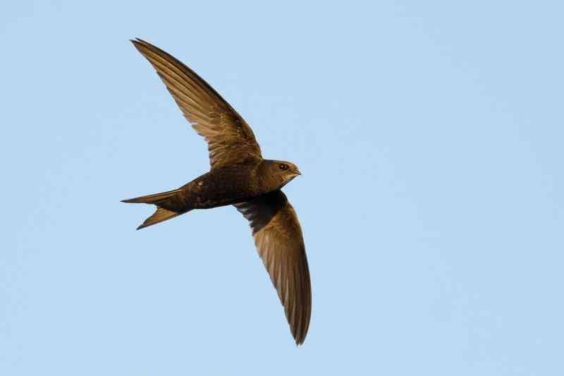 swift - birds with detailed facts including diet, lifespan, weight and habitat information