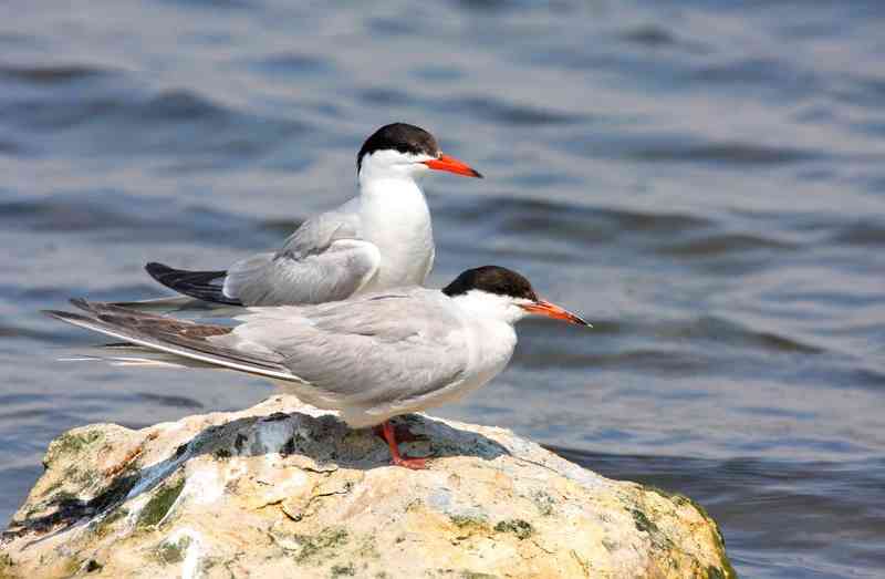 tern - birds with detailed facts including diet, lifespan, weight and habitat information