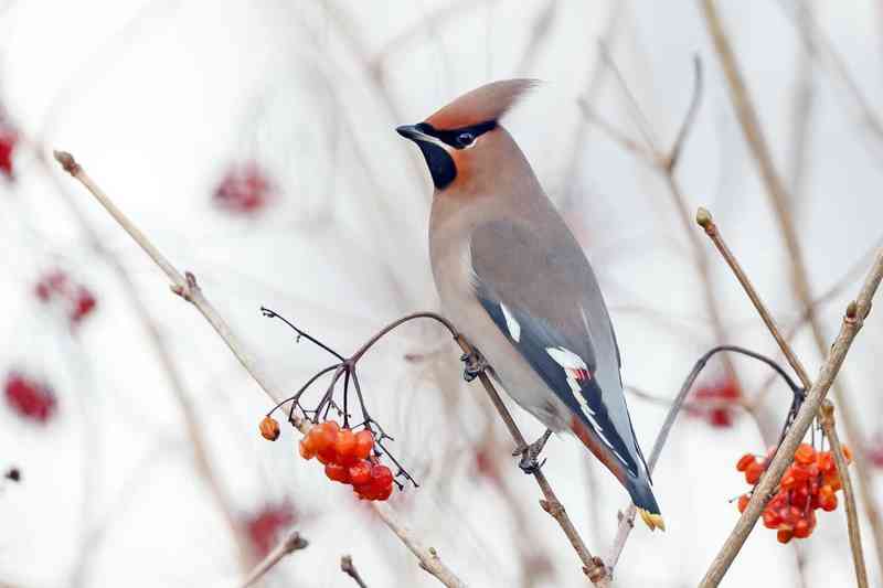 waxwing - birds with detailed facts including diet, lifespan, weight and habitat information
