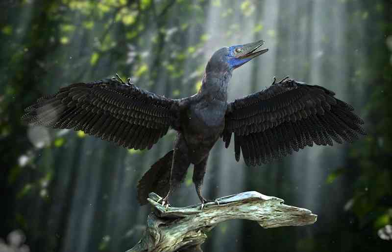archaeopteryx - dinosaurs with detailed facts including diet, lifespan, weight and habitat information
