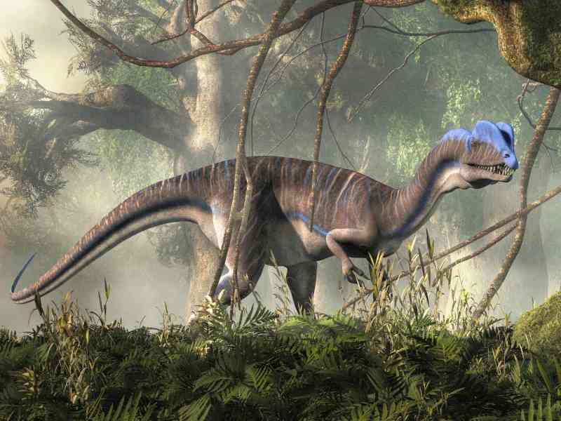dilophosaurus - dinosaurs with detailed facts including diet, lifespan, weight and habitat information