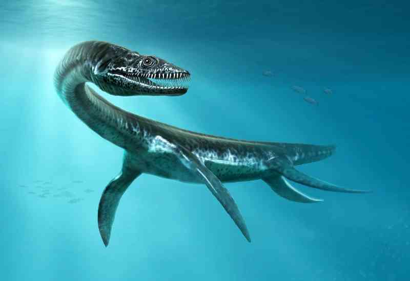 plesiosaurus - dinosaurs with detailed facts including diet, lifespan, weight and habitat information