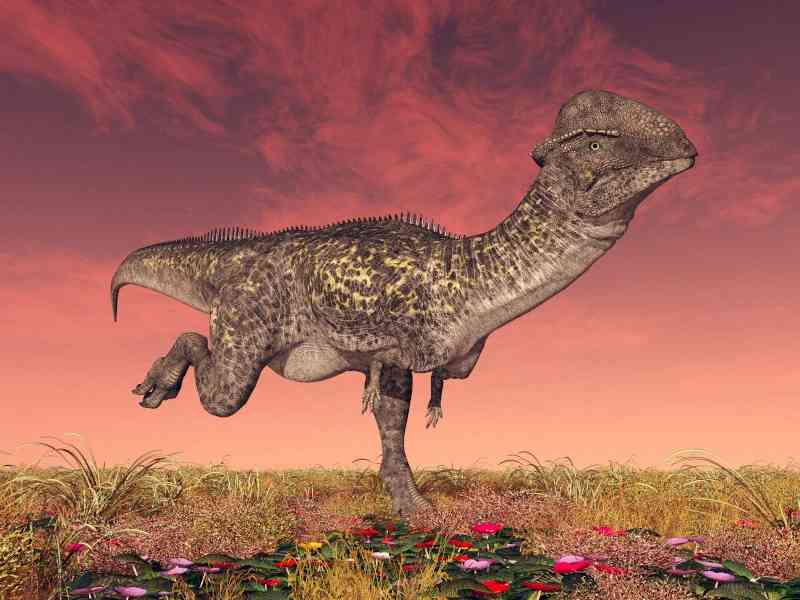 stegoceras - dinosaurs with detailed facts including diet, lifespan, weight and habitat information