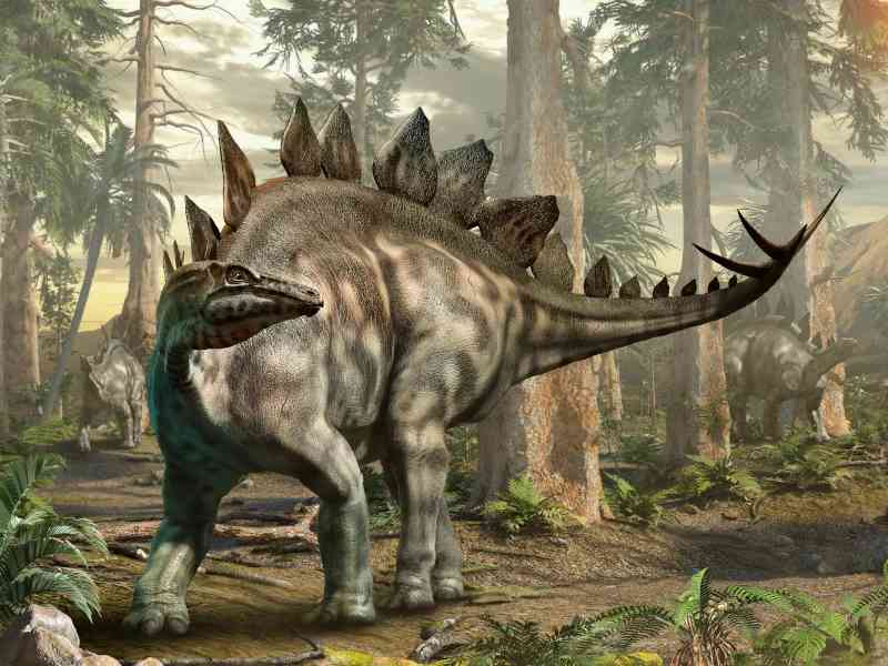 stegosaurus - dinosaurs stegosaurus - dinosaurs with detailed facts including diet, lifespan, weight and habitat information