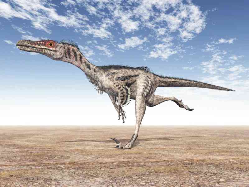velociraptor - dinosaurs with detailed facts including diet, lifespan, weight and habitat information