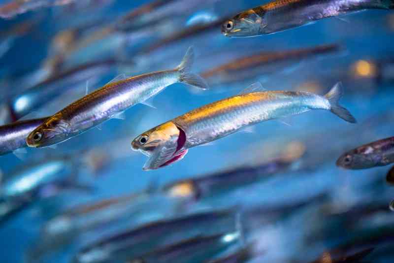 anchovy - fish anchovy - fish with detailed facts including diet, lifespan, weight and habitat information