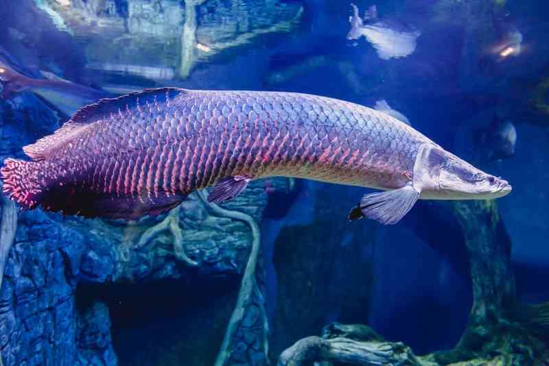 arapaima - fish with detailed facts including diet, lifespan, weight and habitat information