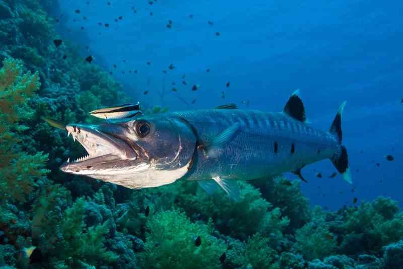 barracuda - fish with detailed facts including diet, lifespan, weight and habitat information