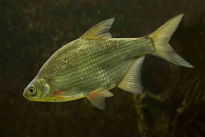 bream - fish with detailed facts including diet, lifespan, weight and habitat information