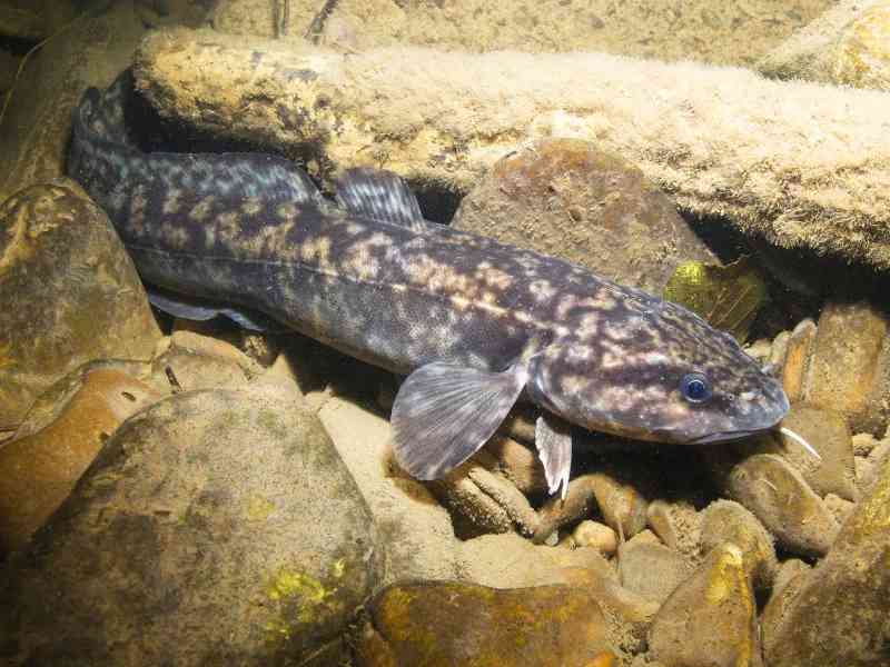 burbot - fish with detailed facts including diet, lifespan, weight and habitat information