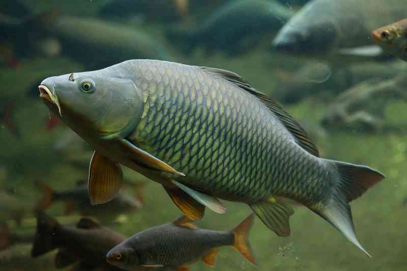 carp - fish carp - fish with detailed facts including diet, lifespan, weight and habitat information