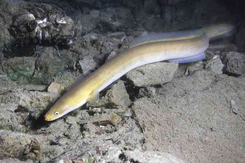 eel - fish with detailed facts including diet, lifespan, weight and habitat information