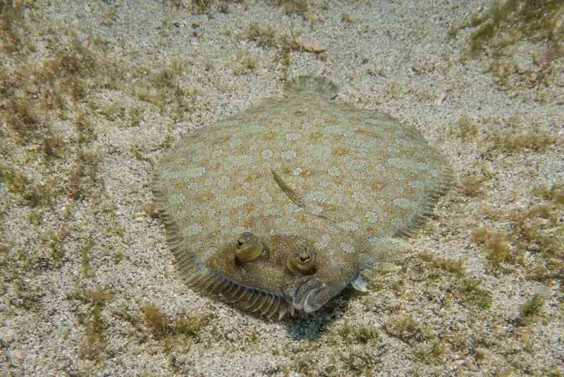 flounder - fish with detailed facts including diet, lifespan, weight and habitat information