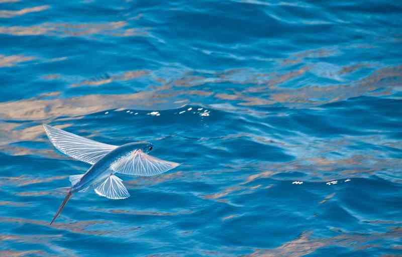flyingfish - fish with detailed facts including diet, lifespan, weight and habitat information