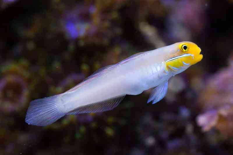 goby - fish with detailed facts including diet, lifespan, weight and habitat information
