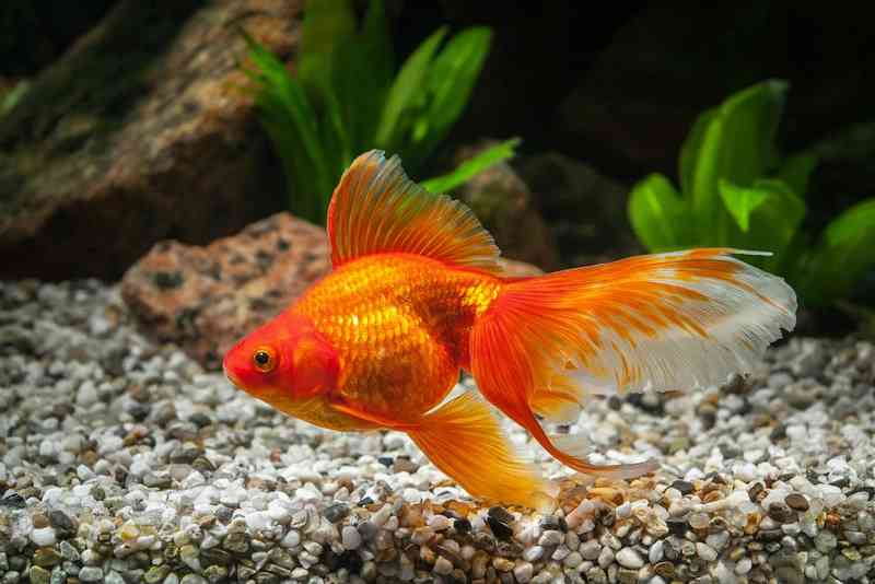 goldfish - fish with detailed facts including diet, lifespan, weight and habitat information