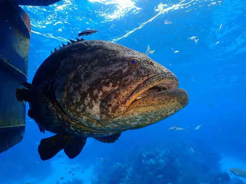 grouper - fish with detailed facts including diet, lifespan, weight and habitat information