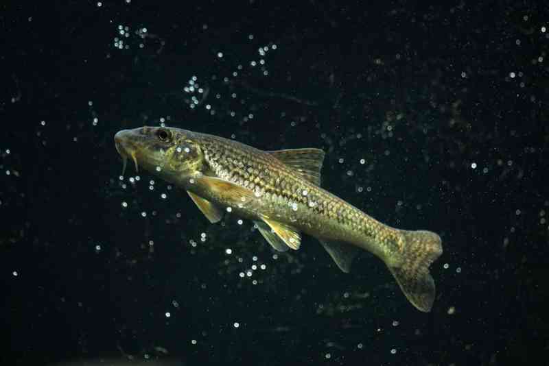 gudgeon - fish with detailed facts including diet, lifespan, weight and habitat information