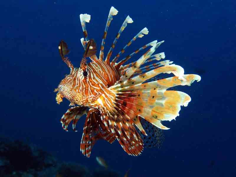lionfish - fish with detailed facts including diet, lifespan, weight and habitat information