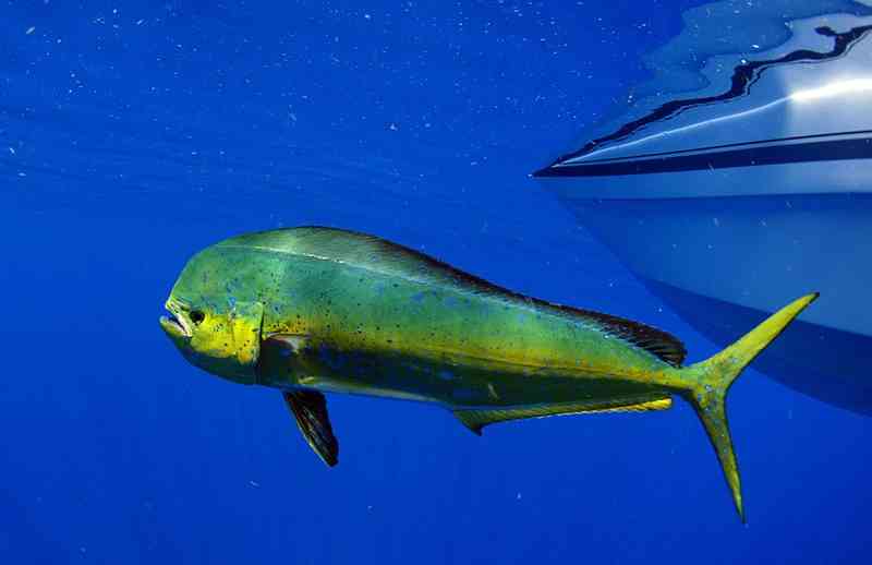 mahimahi - fish with detailed facts including diet, lifespan, weight and habitat information