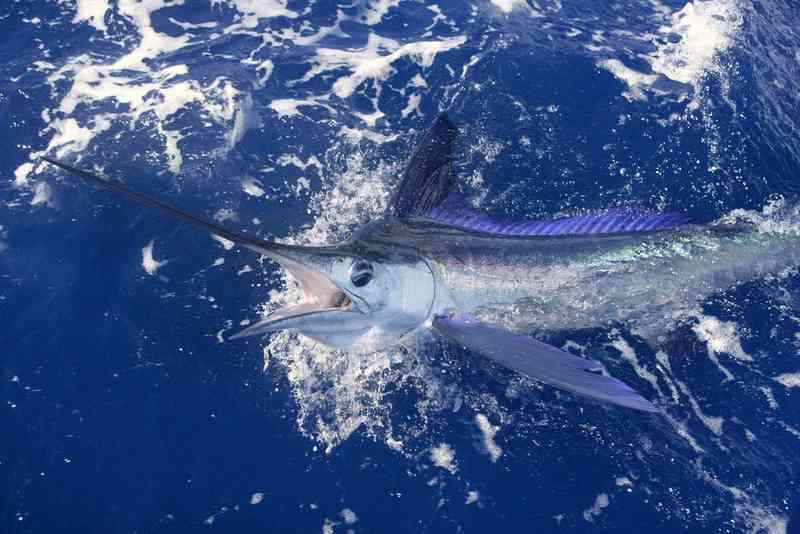 marlin - fish marlin - fish with detailed facts including diet, lifespan, weight and habitat information