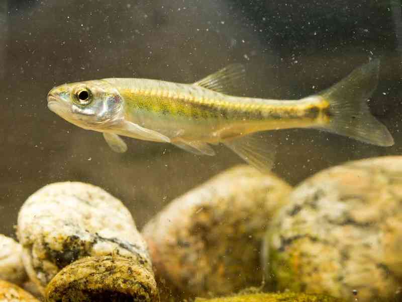 minnow - fish with detailed facts including diet, lifespan, weight and habitat information