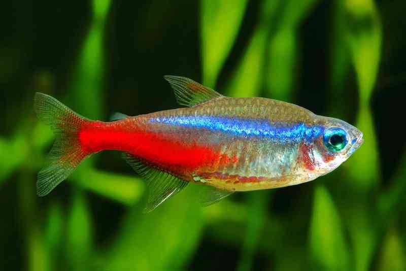 neontetra - fish with detailed facts including diet, lifespan, weight and habitat information