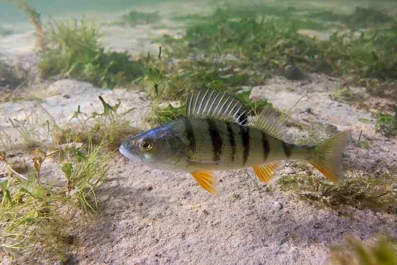 perch - fish with detailed facts including diet, lifespan, weight and habitat information