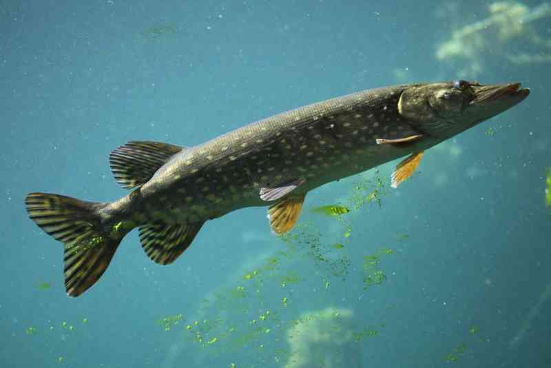 pike - fish with detailed facts including diet, lifespan, weight and habitat information