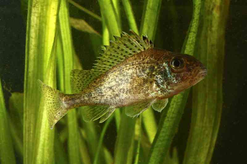 ruffe - fish with detailed facts including diet, lifespan, weight and habitat information