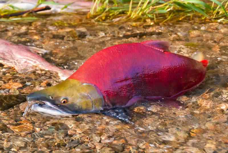 salmon - fish with detailed facts including diet, lifespan, weight and habitat information