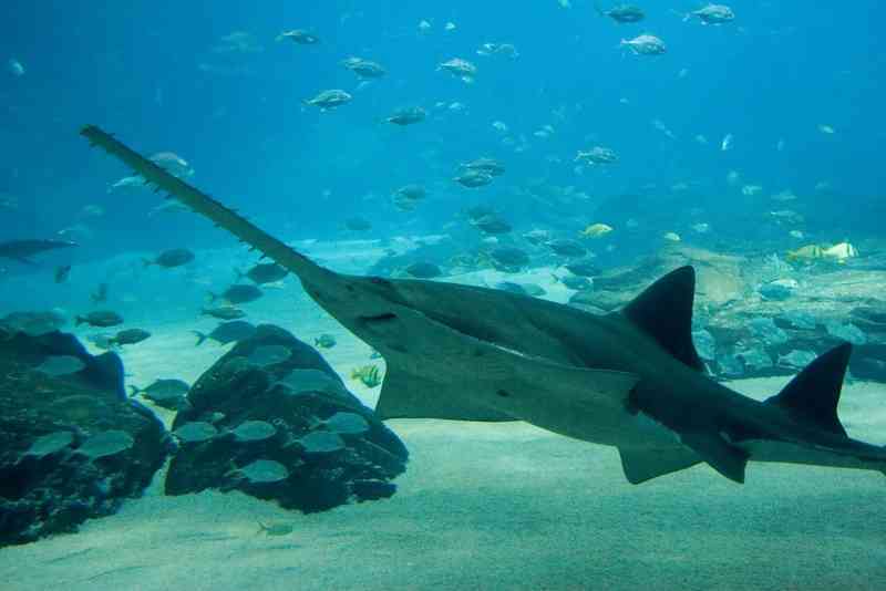 sawfish - fish sawfish - fish with detailed facts including diet, lifespan, weight and habitat information