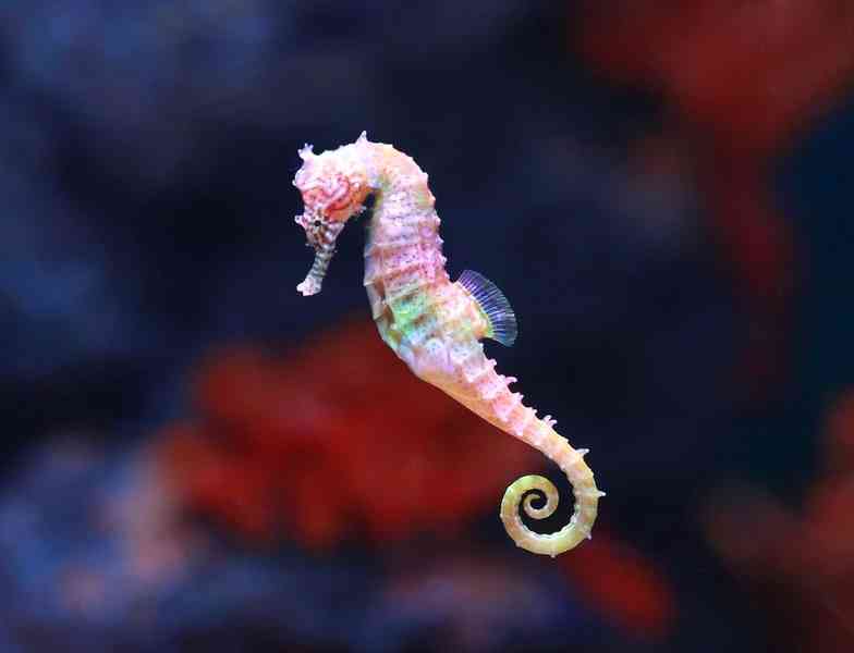 seahorse - fish with detailed facts including diet, lifespan, weight and habitat information