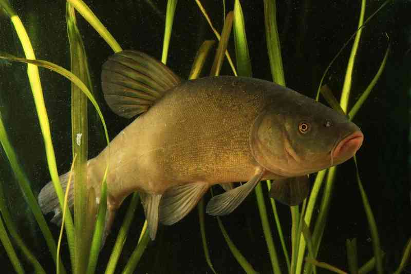 tench - fish with detailed facts including diet, lifespan, weight and habitat information