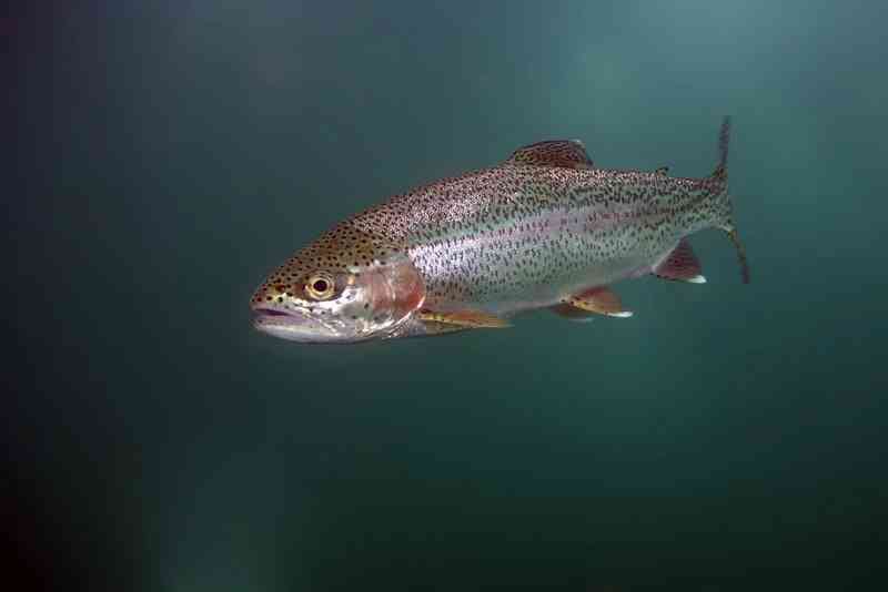 trout - fish with detailed facts including diet, lifespan, weight and habitat information
