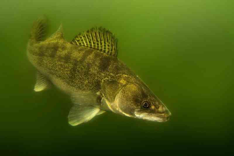 zander - fish with detailed facts including diet, lifespan, weight and habitat information