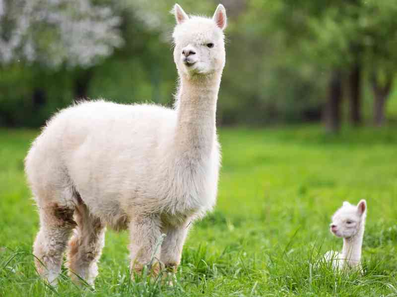 alpaca - mammals with detailed facts including diet, lifespan, weight and habitat information